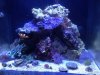tank pic 5:29.jpg