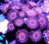 blue eys.JPG