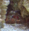 crab 004cr.jpg