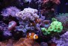 Pair of clown fish.JPG