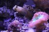 Yellow watchman goby.JPG