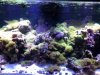 Coral1.jpg