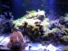 coral2.jpg