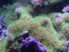 coral.jpg