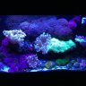 Reef Arch