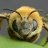HoneyBee