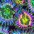 Corals