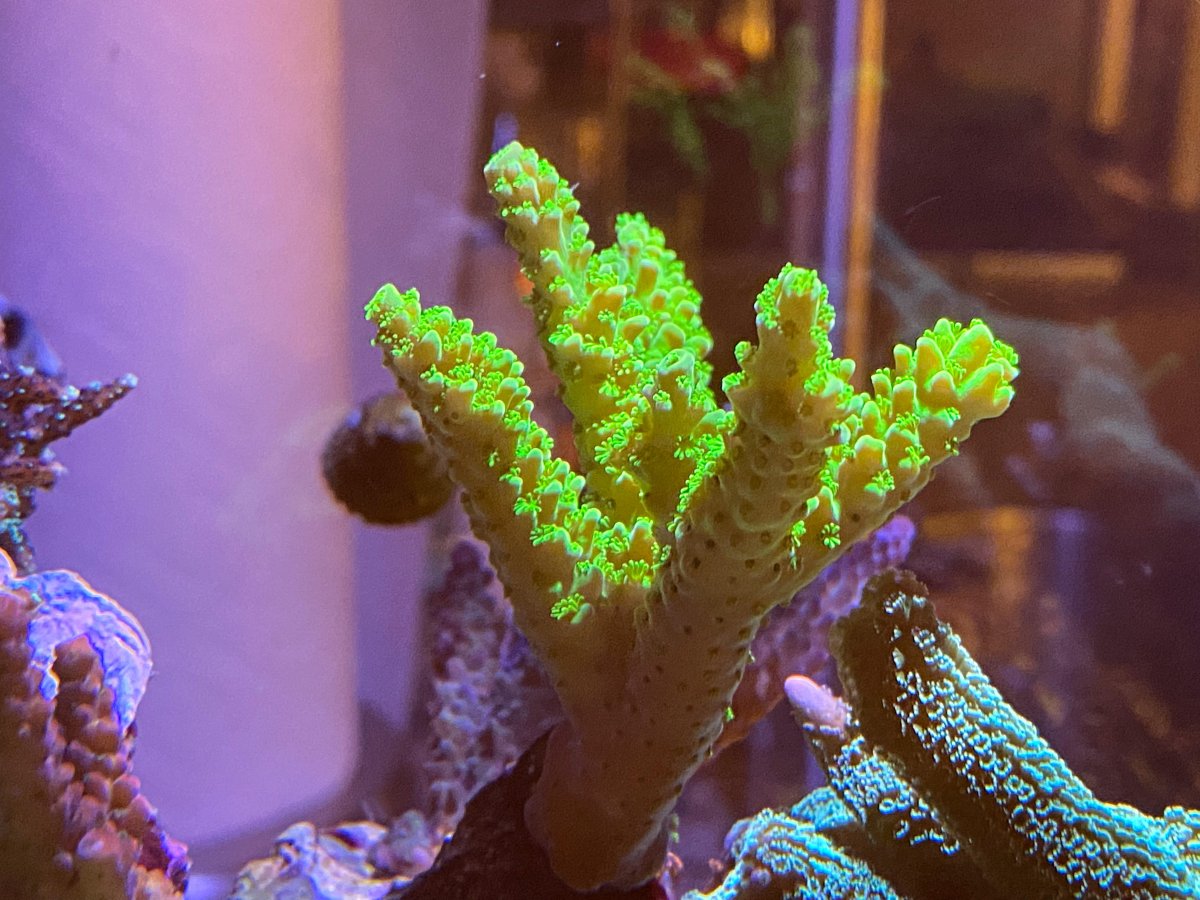 8-1-reef-slimer.jpg