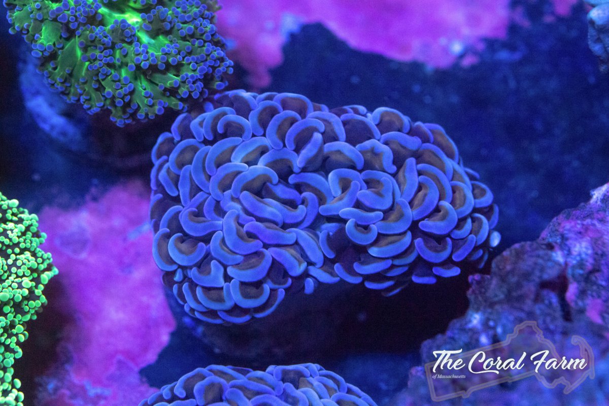 CoralFarmMA-42021--263.jpg