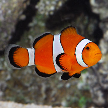 OcellarisClownfish.jpg