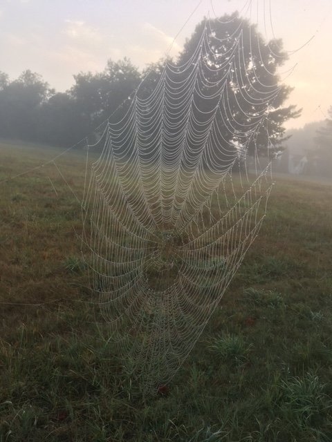 Spider web.JPG