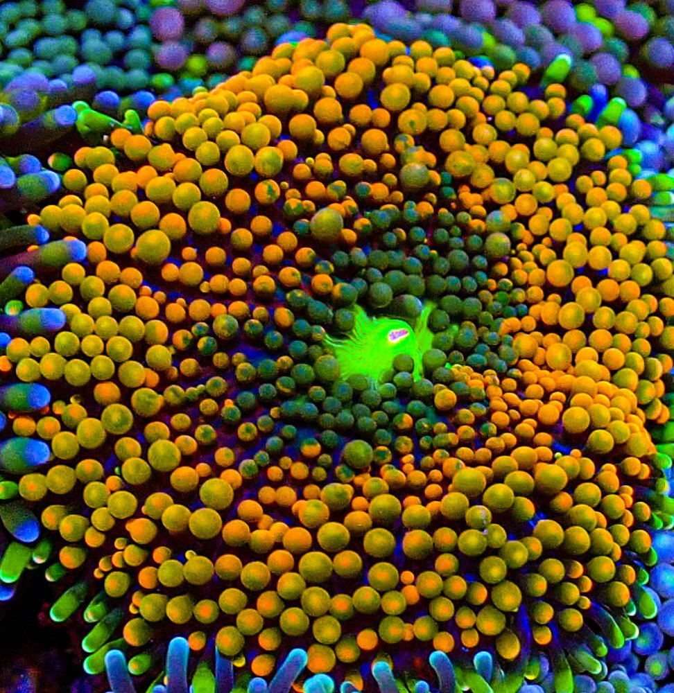 UC Rainbow Ricordia Mushroom -288.JPG